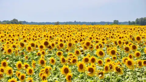 Літо. Фото: pixabay