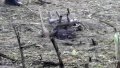 Drone that exploded in territory of Lublin Voivodeship could have come from Ukraine - Polish Foreign Ministry