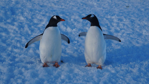 Фото: facebook.com/AntarcticCenter
