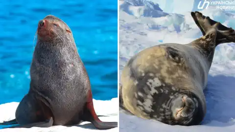 Морський котик, тюлень Ведделла. Колаж: УН