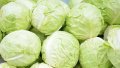 Cabbage. Photo: EastFruit