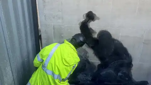 Уничтожение мурала Бенкси