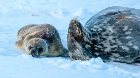 Фото: facebook.com/AntarcticCenter