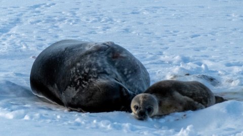 Новонароджене тюленя з мамою. Фото: facebook.com/AntarcticCenter