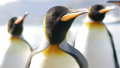 Japanese party plans to appoint AI in form of penguin as its leader