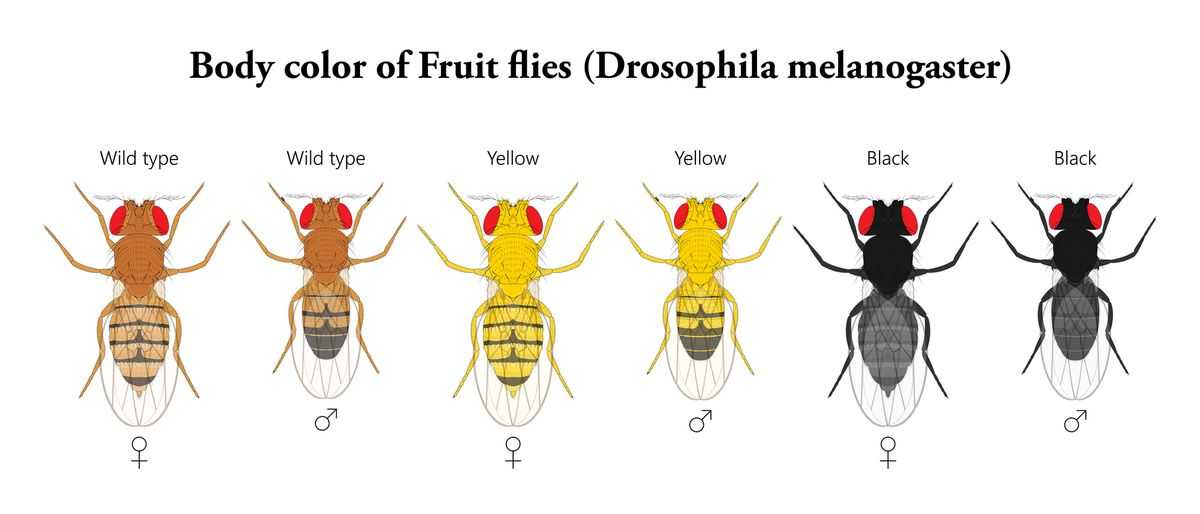 Depositphotos_rosophila