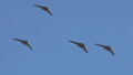 Drones fly into Denmark again. Airport operations suspended