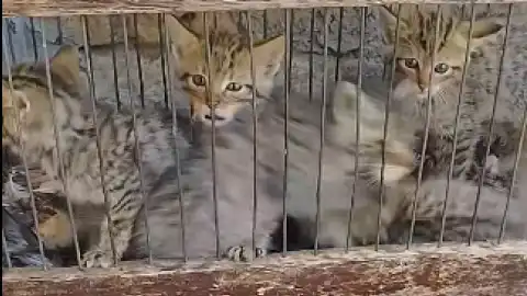 В Одесской области нашли детенышей краснокнижного лесного кота, которых выпустят на свободу