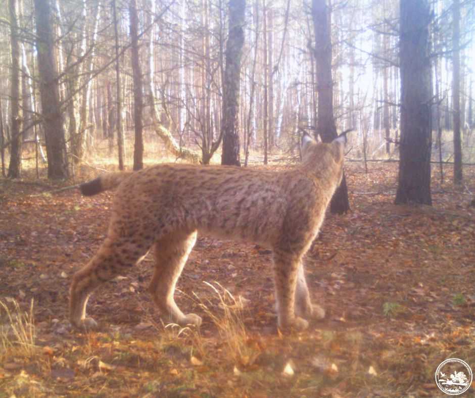 Рысь. Фото: Чернобыльский заповедник