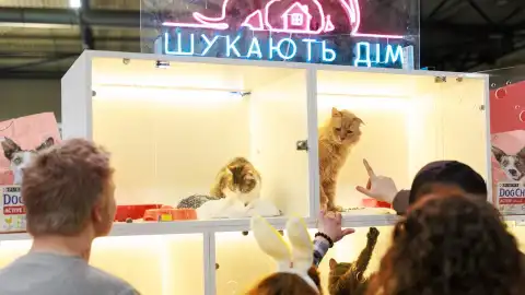 Адопция животных. Фото: КГГА