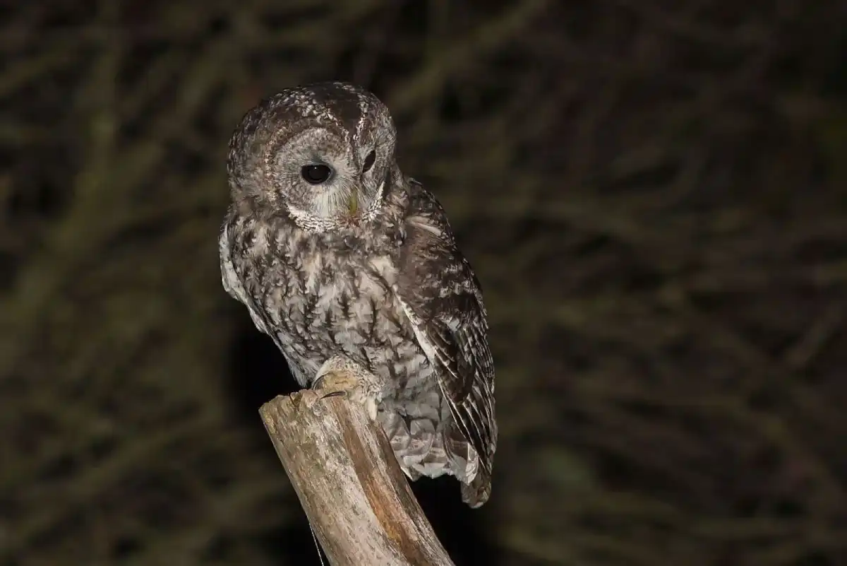 Сіра сова. Фото: animalia.bio