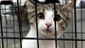 Animal Adoption Days were held in Kyiv. Photo: KYIV CITY STATE ADMINISTRATION