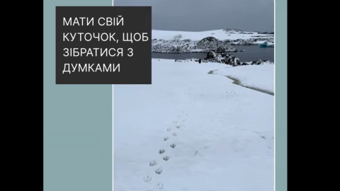 "Ментально-рятувальні" пінгвіни з Антарктики. Полярники подарували українцям милі заспокійливі відео