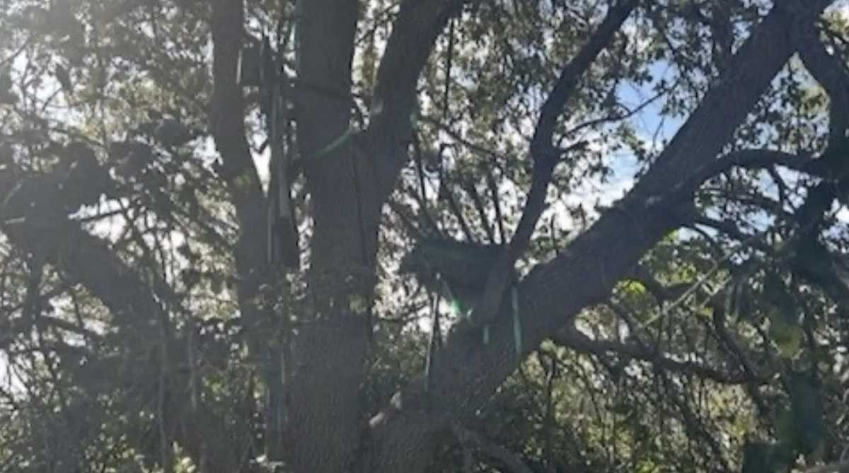 The US Secret Service has discovered a hunting tower near the airport used by President Donald Trump in Florida. Photo: US Secret Service.