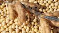 Soybeans. Photo: Agronomist magazine