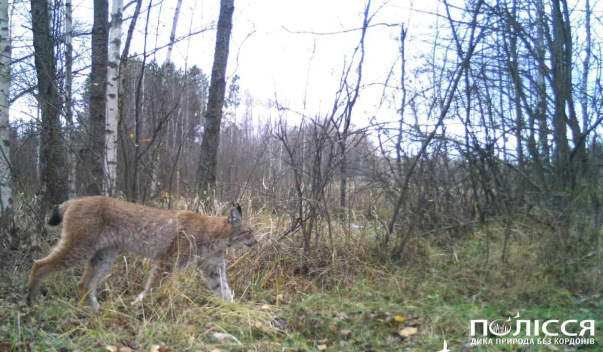 Рись. Фото: facebook.com/zapovidnyk2018
