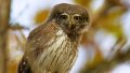 Over fifty pairs of Ukraine's smallest owl recorded in Chornobyl Reserve