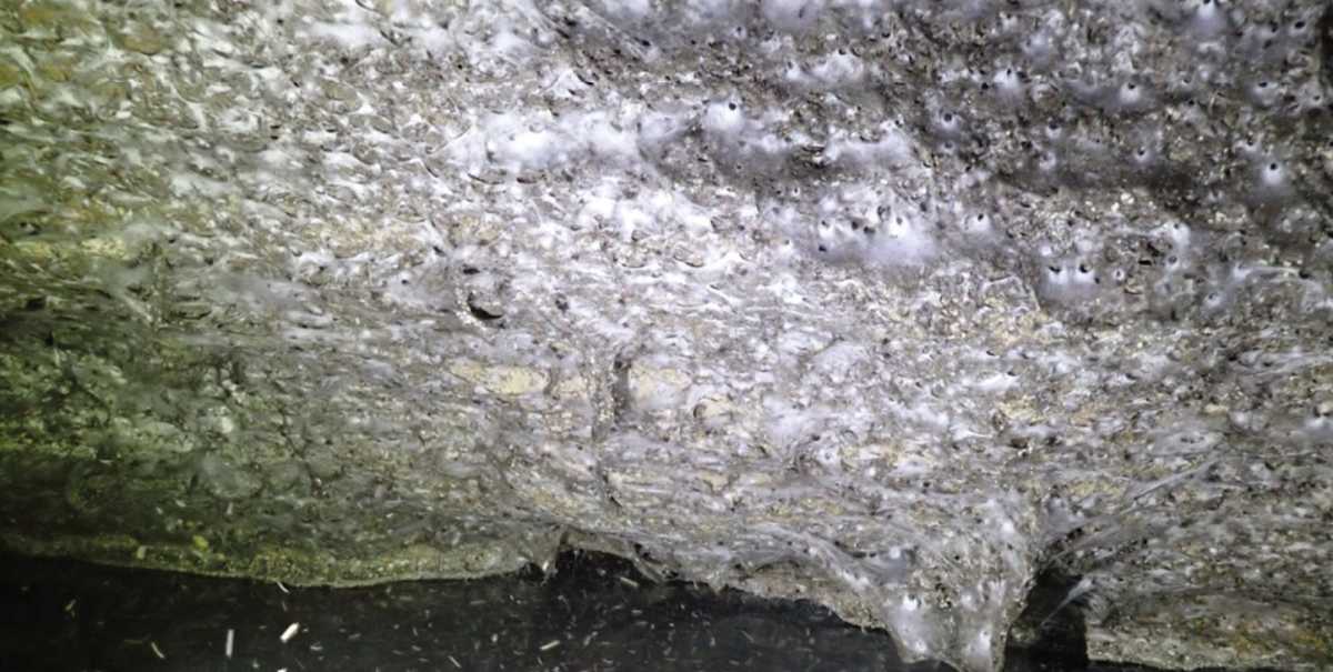 The largest spider web. Photo: subtbiol