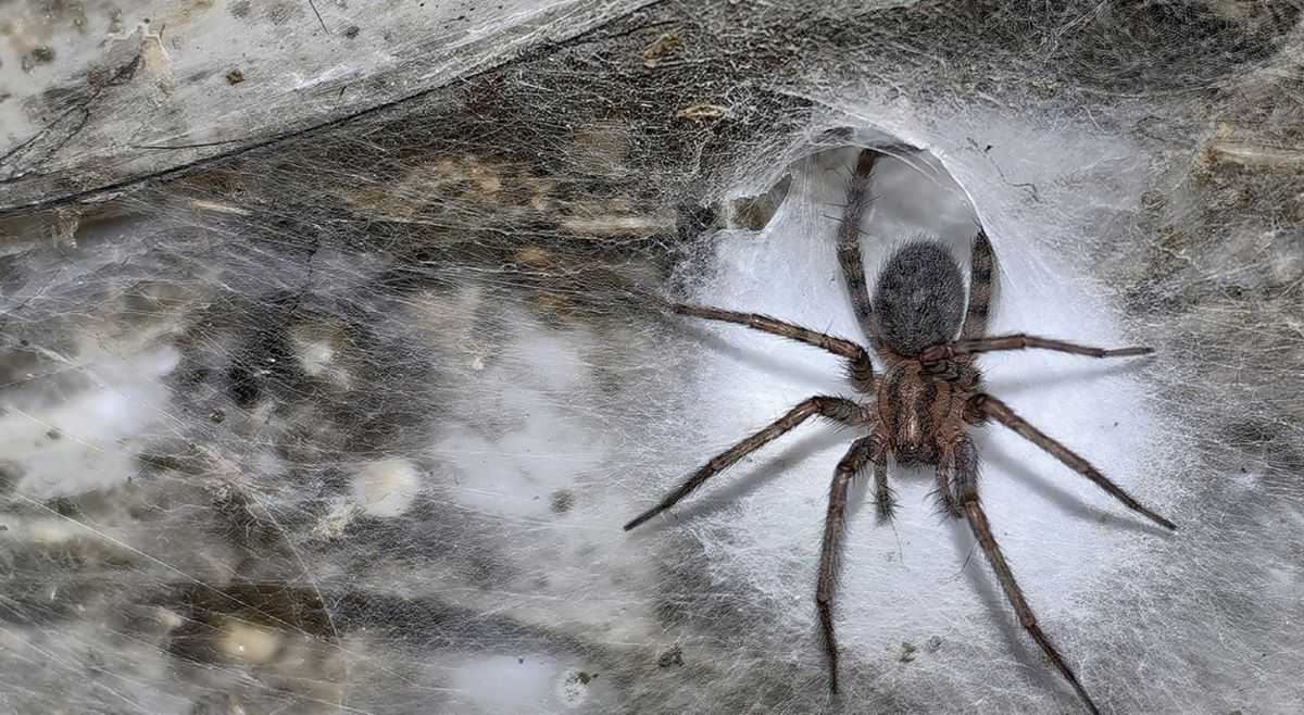 The largest web. Photo: subtbiol