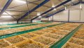Ukrainian farmers have nowhere to store vegetables, next season there should be more vegetable storages