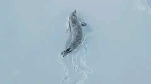 Скрин видео