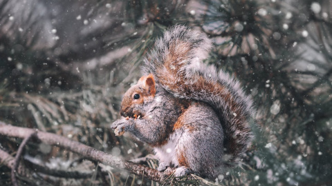 Зима. Фото: pexels