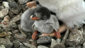 First penguin chick of the season hatched at Vernadsky Station - biologists record record-breaking early dates