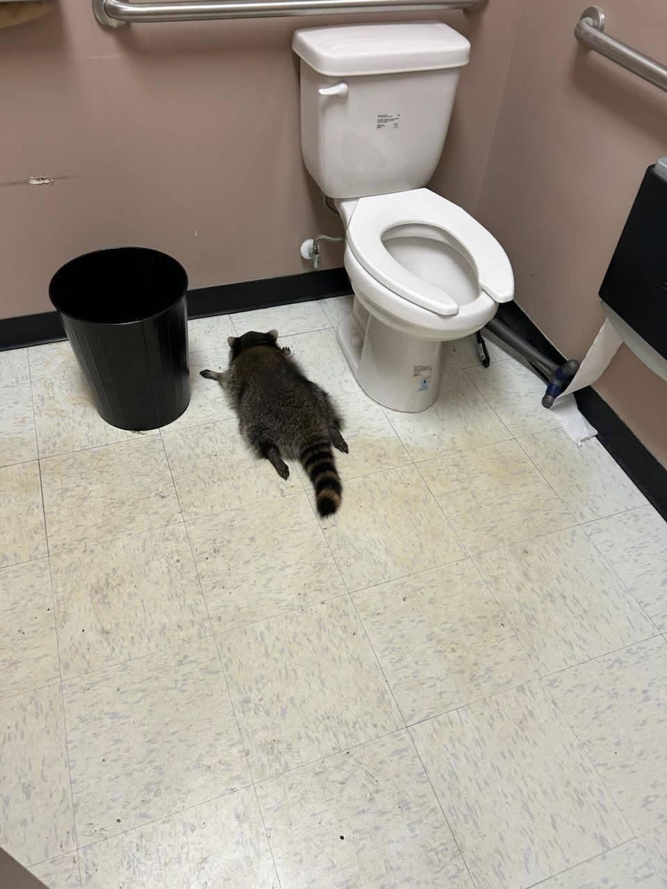 Фото: Facebook\Hanover County Animal Protection and Shelter
