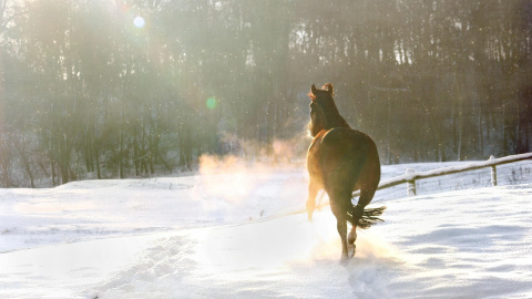 Зима. Фото: pixabay