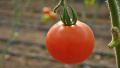 Prices for imported tomatoes have begun to fall in Ukraine