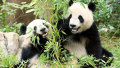 Chinese pandas Xiao Xiao and Lei Lei in Japan. Photo: CFP