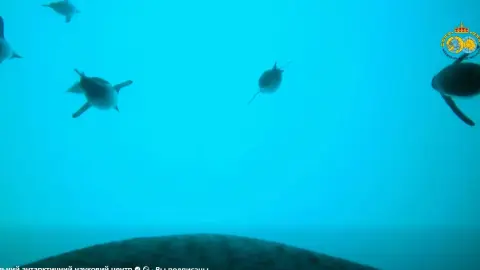 Пінгвіни під водою. Скрин відео