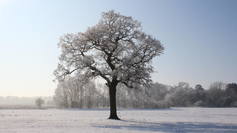 Зима. Фото: pixabay