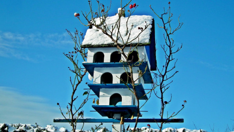 Зима. Птахи. Фото: pixabay