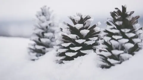 Зима. Фото: pexels
