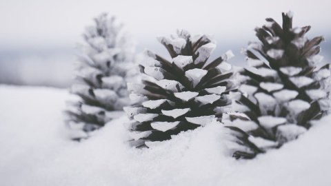 Зима. Фото: pexels
