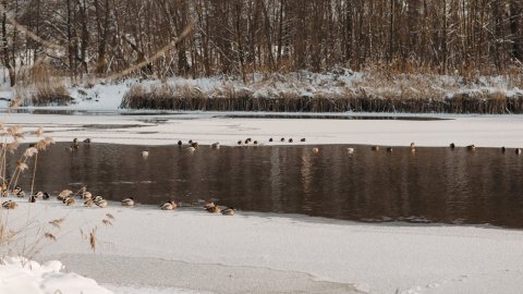 Зима. Фото: pexels