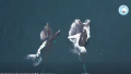 Antarctic giants in action: Ukrainian polar explorers show rare humpback whale hunt