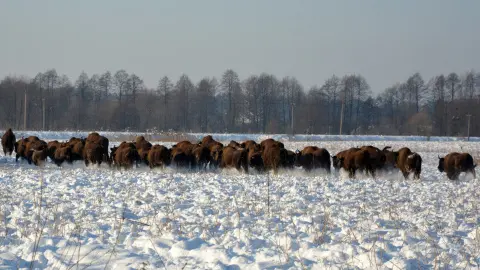 Стадо зубров. Фото: пресс-служба парка