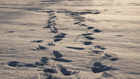 Зима. Фото: pixabay