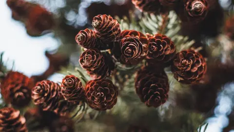 Природа. Фото: pixabay