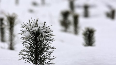 Зима. Фото: pixabay