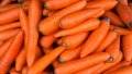 Carrots. Photo: EastFruit