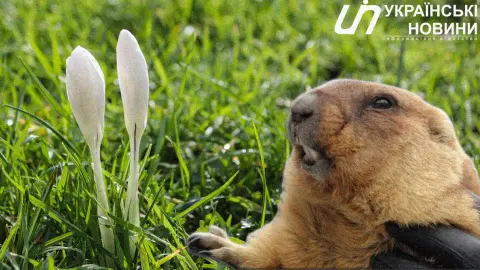 Сурок Тимка. Коллаж: УН