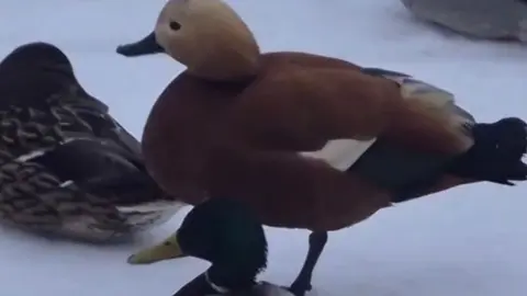 Огар рыжий. Скриншот видео