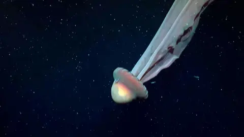 Медуза Stygiomedusa gigantea. Фото: скриншот из видео