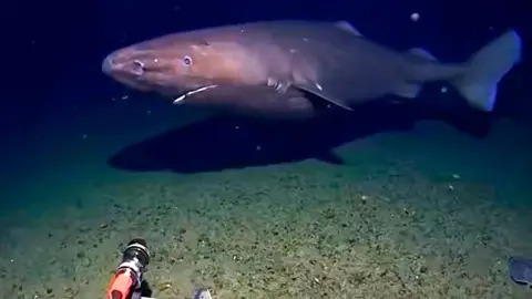 Акула в водах Южного океана вблизи Антарктиды. Фото: скриншот из видео