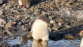 Baby penguin with white pom-pom conquers network: polar explorers show video of curious baby penguin