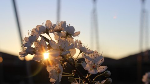 Весна. Фото: pixabay