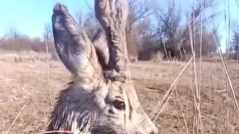 Врятований олень. Фото: скріншот  відео